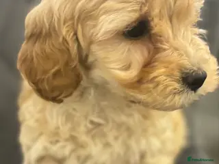Cavapoo dogs F1 cavapoo pups only apricots left available - Advert 16