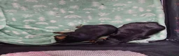 Yorkshire Terrier dogs for sale: 2 beautiful boys Yorkies dad kc registered  - Advert 15