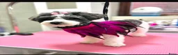 Bichon Frise dogs for sale: Gorgeous bichion frize puppies  - Advert 6