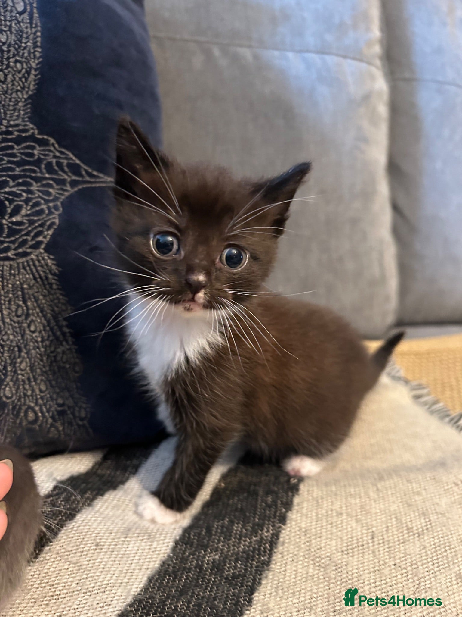 Mixed Breed cats 🚨LAST MALE NEEDING HOME🚨 - Advert 15