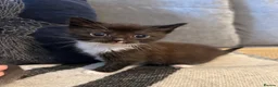 Mixed Breed cats for sale: 4 Stunning Siamese Mixed Kittens Available  - Advert 10