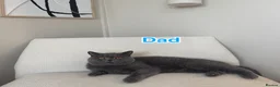 British Shorthair cats for sale: British shorthair kittens - Advert 18
