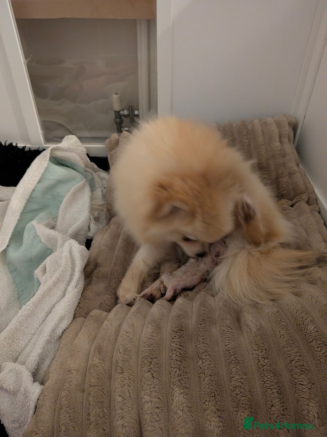 Pomeranian dogs for sale: Beautiful pure Pomeranians tiny babys - Advert 7