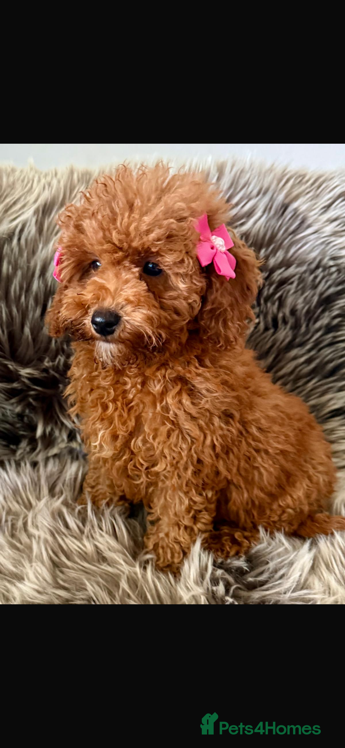 Cavapoo dogs STUNNING F1B CAVAPOO PUPPIES READY TO LEAVE!  - Advert 3