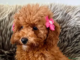 Cavapoo dogs STUNNING F1B CAVAPOO PUPPIES READY TO LEAVE! - Advert 16