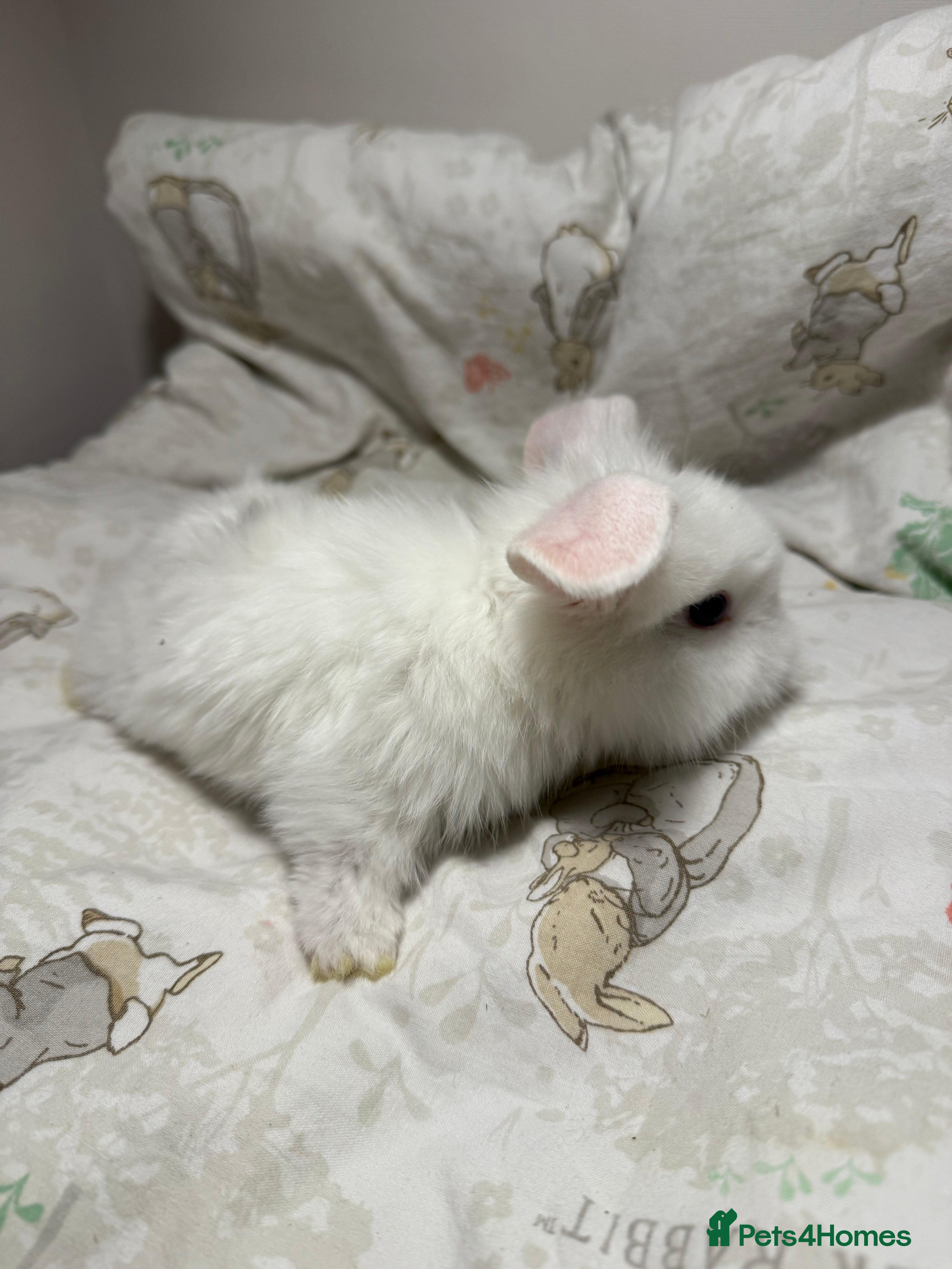 Mixed Breed rabbits Gorgeous Baby Mini Lion Lops - Advert 1