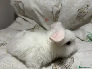 Mixed Breed rabbits Gorgeous Baby Mini Lion Lops - Advert 1