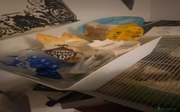 Hamster rodents for sale: Male long haired Syrian with cage and accessories  - Image 3