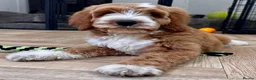 Australian Labradoodle dogs for sale: Multi-Gen Australian Labradoodle Puppies - Advert 1