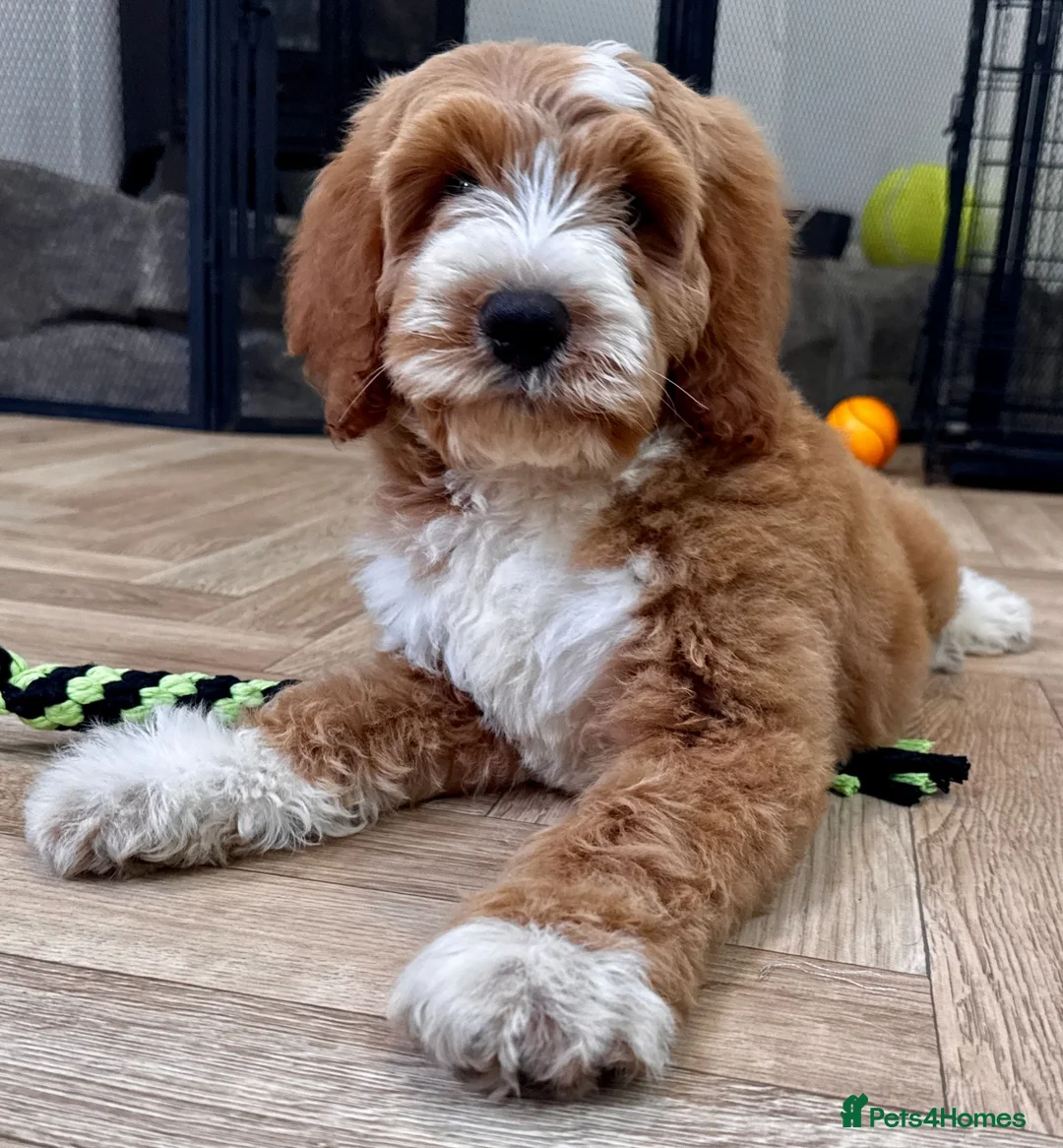 Australian Labradoodle dogs for sale: Multi-Gen Australian Labradoodle Puppies - Advert 1