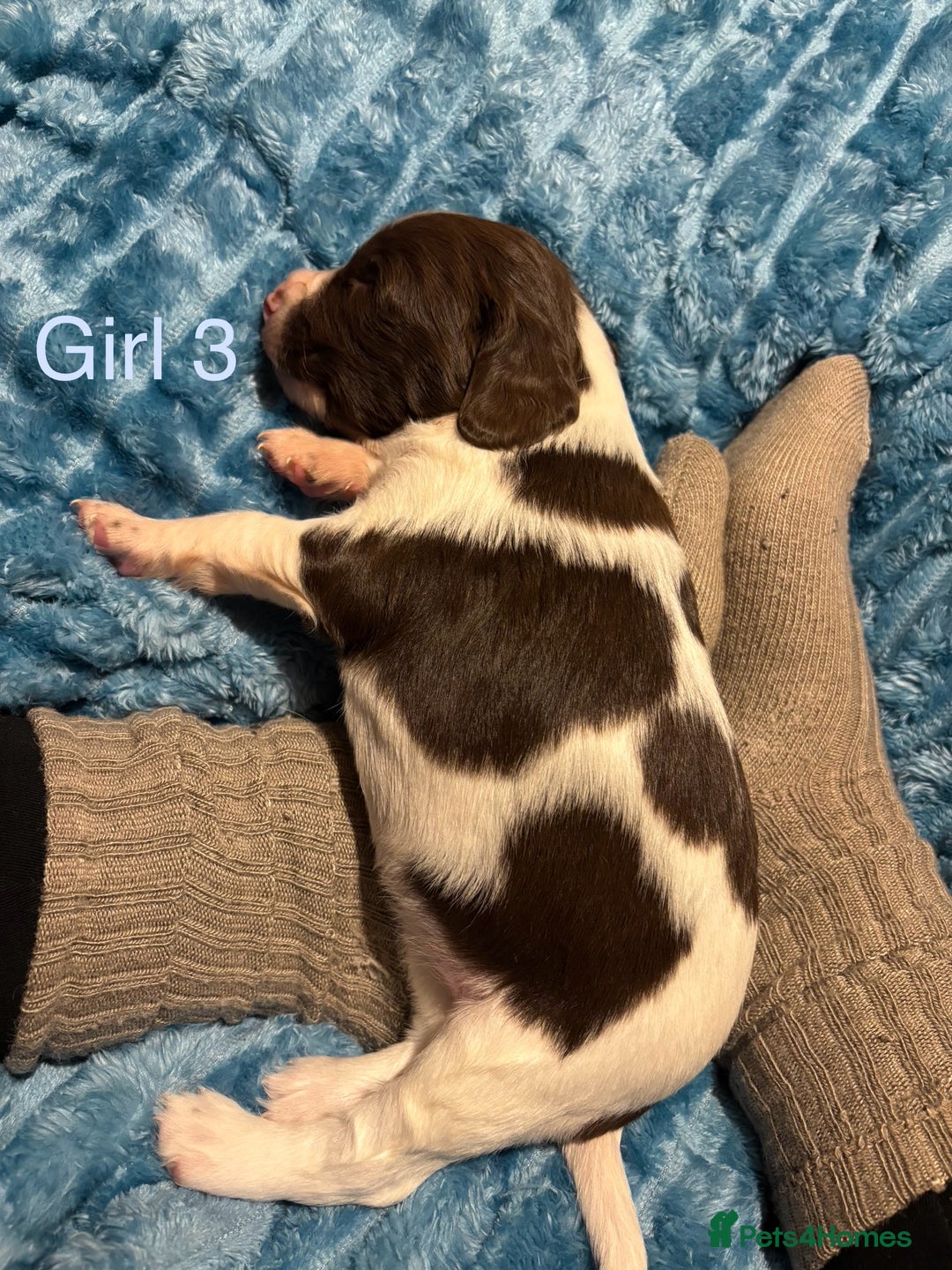 English Springer Spaniel dogs for sale: ✨ KC Registered English Springer Spaniel Puppies ✨ - Advert 14