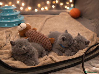 British Shorthair cats British Shorthair Kittens Looking for Loving Home - Advert 14
