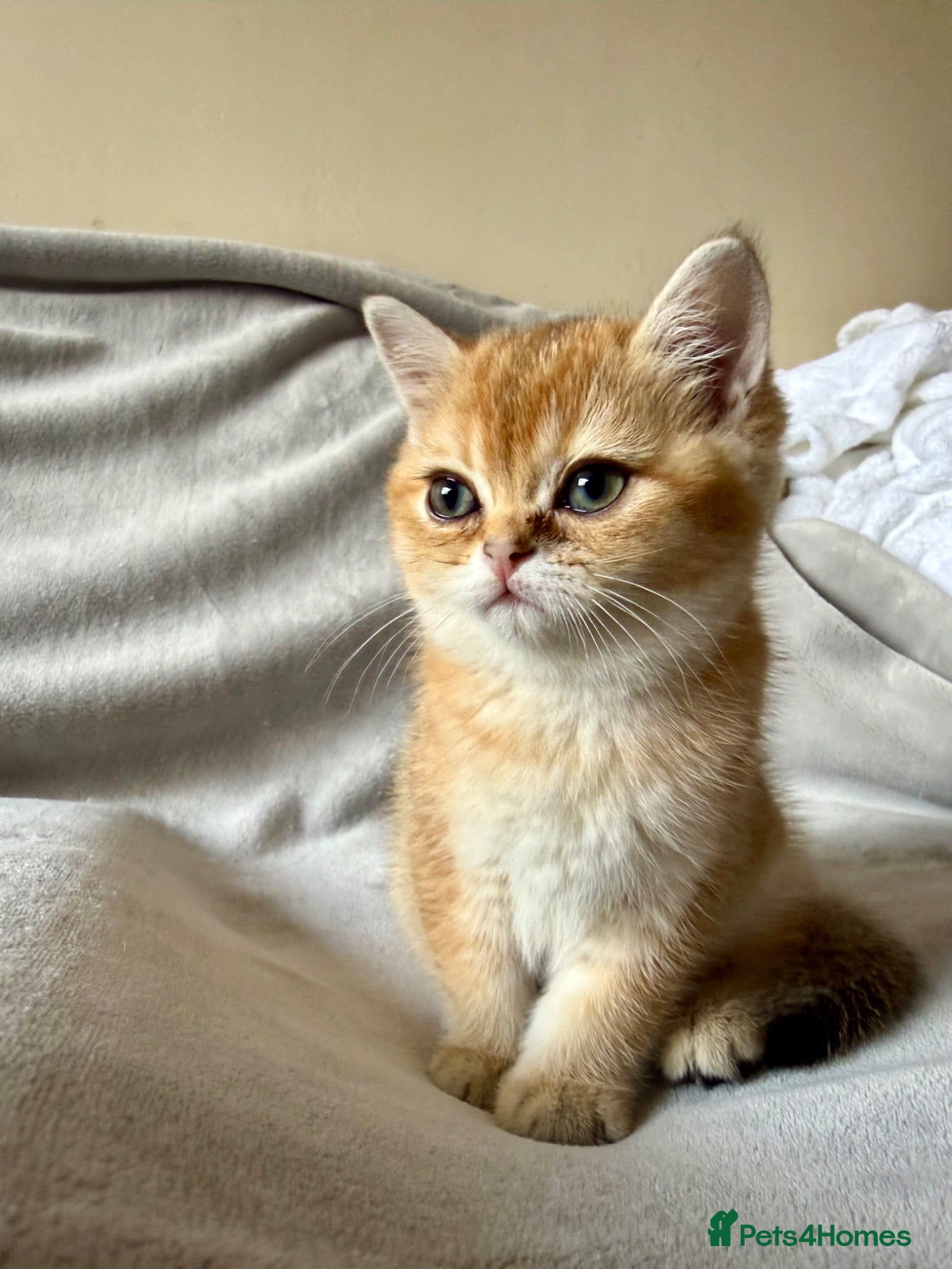 British Shorthair cats 🐾 Champion Bloodline BSH Golden Kittens 🐾 - Advert 1