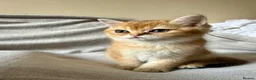British Shorthair cats for sale: 🐾 Champion Bloodline BSH Golden Kittens 🐾 - Advert 1