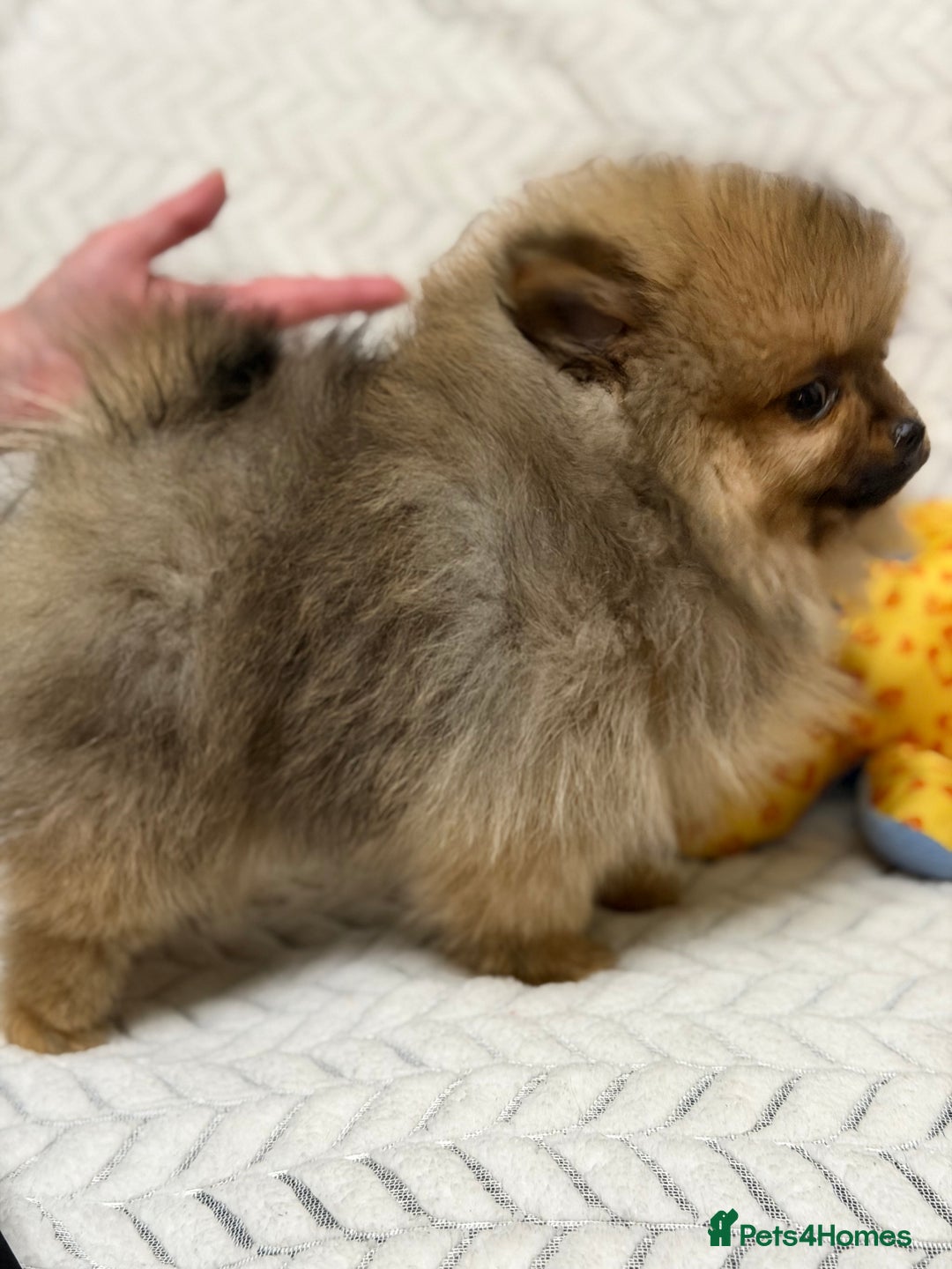 Pomeranian dogs for sale: ***Exquisite Kc reg Pomeranian Puppies *** - Advert 7