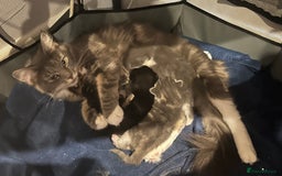 Maine Coon cats for sale: Maine coon cross kittens  - Image 1