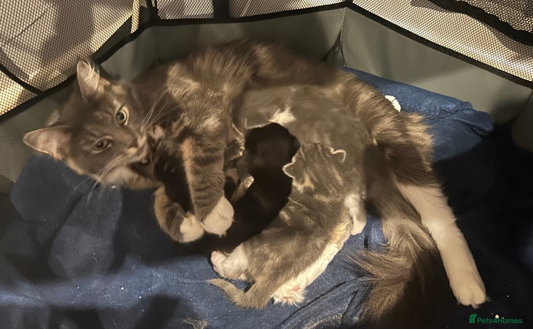 Maine Coon cats for sale: Maine coon cross kittens  - Image 1