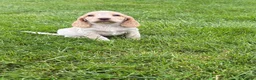 Cocker Spaniel dogs for sale:  show type cocker spaniel puppies🐾 - Advert 10