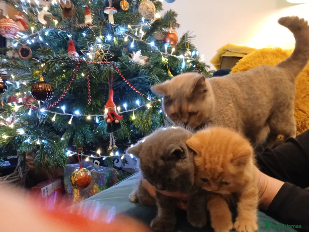 British Shorthair cats for sale: Gorgeous BSH (rare) red girl 🧡 and blue boy 💙 - Advert 10
