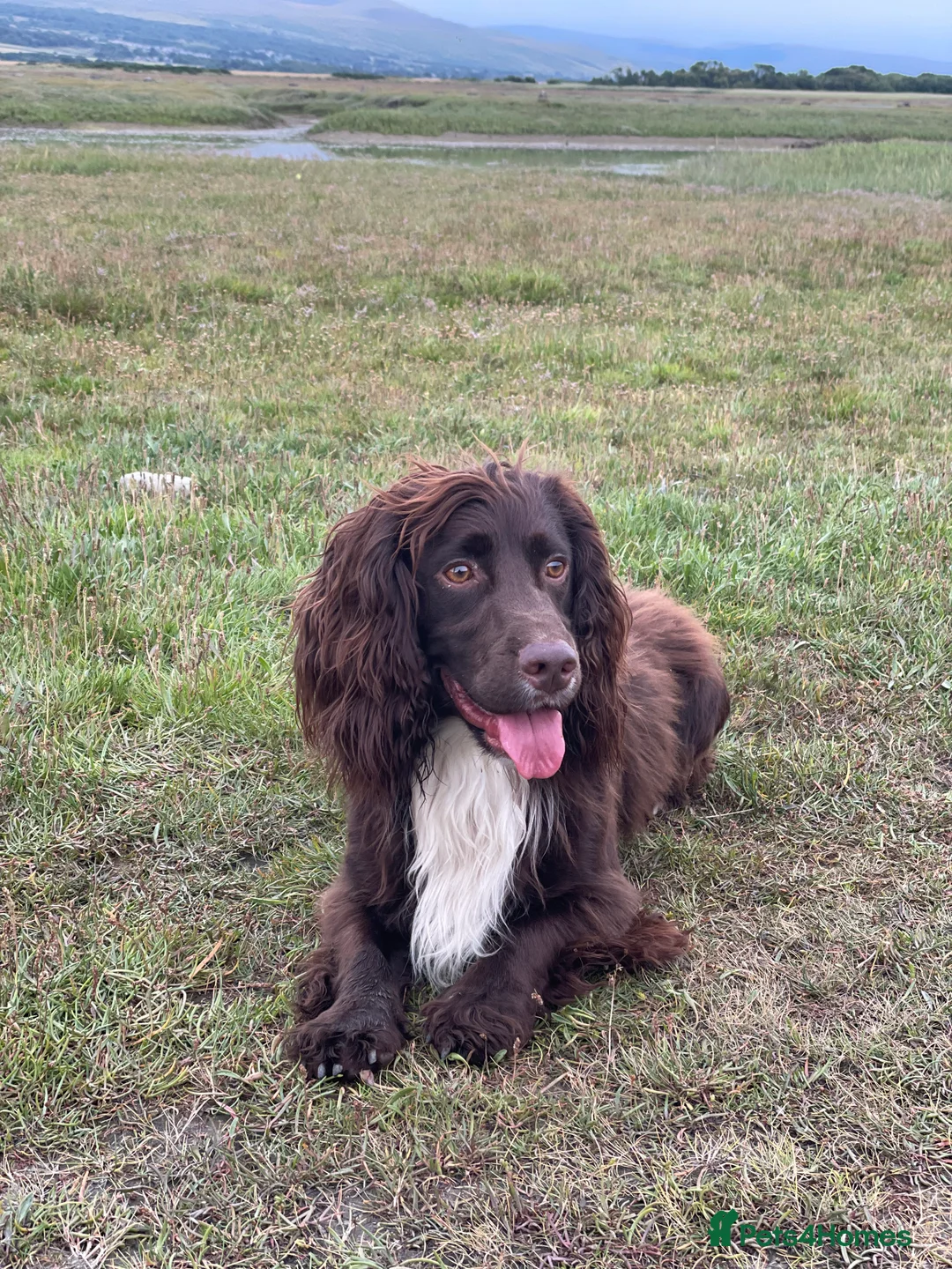 Cocker Spaniel dogs for stud: Health tested kc working cocker spaniel STUD in Walsall - Advert 7