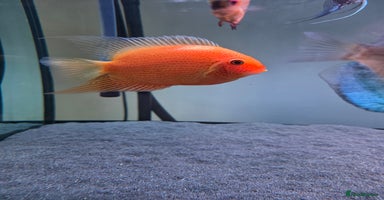 Cichlids fish - Advert 7