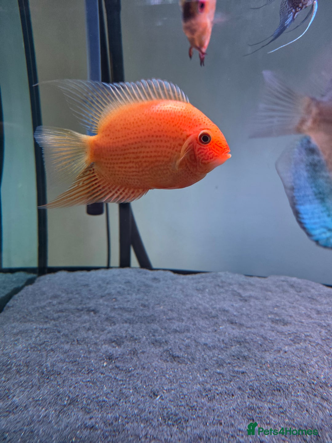 Cichlids fish for sale: Silver Arowana and Red Spotted Sevrum. - Image 2