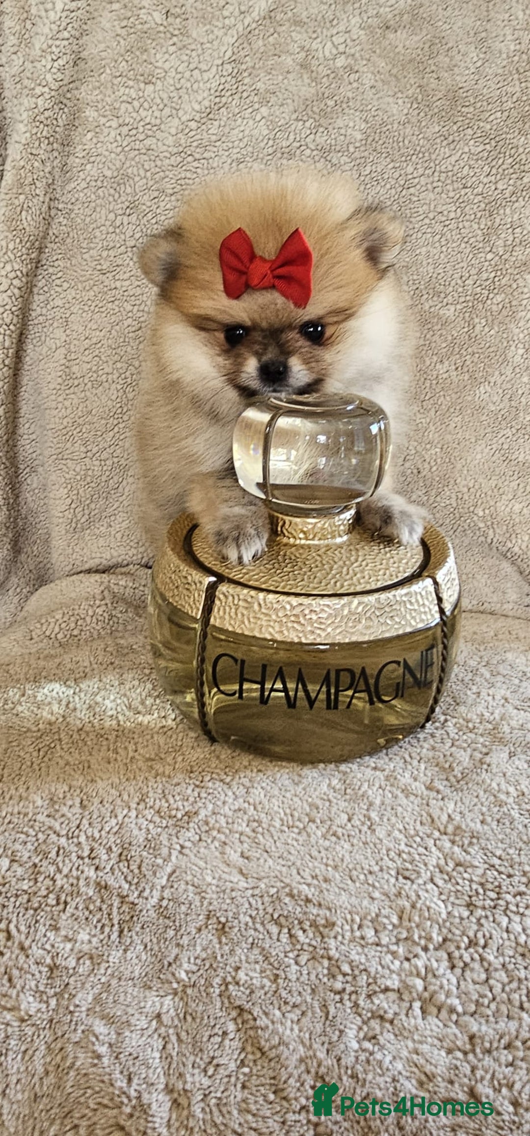 Pomeranian dogs for sale:  Beautiful Pomeranian puppies  - Image 5