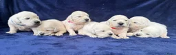 Golden Retriever dogs for sale: Stunning Cream, KC reg, health tested Puppies - Advert 31