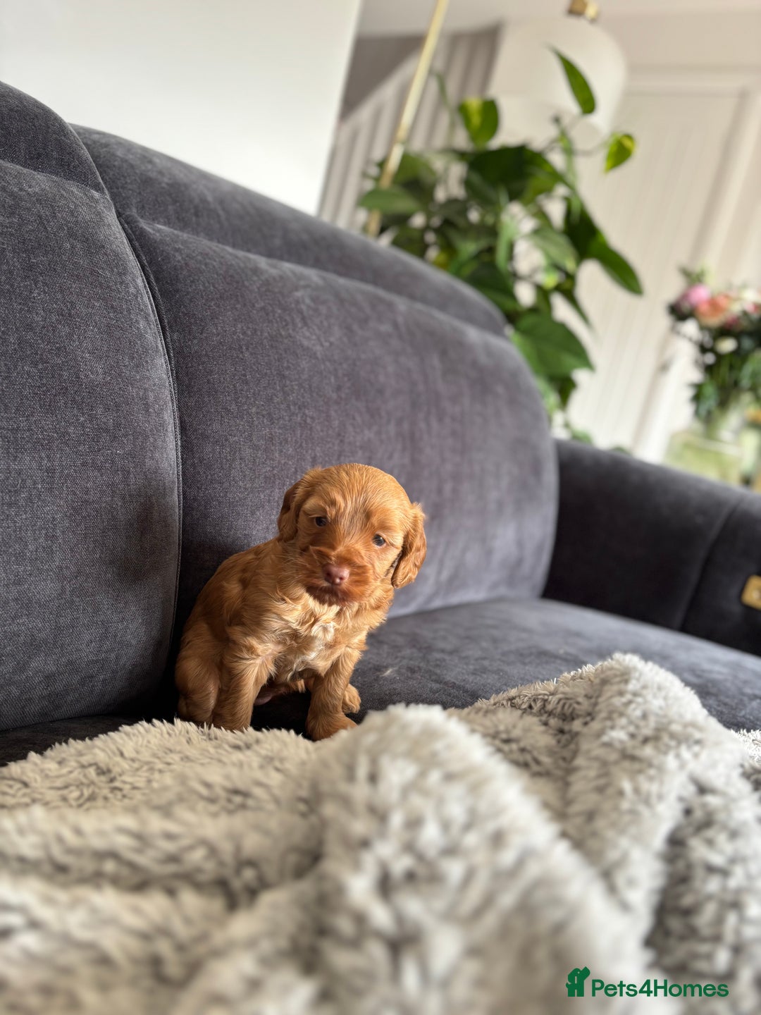 Cockapoo dogs for sale: Female Cockapoo - Image 4