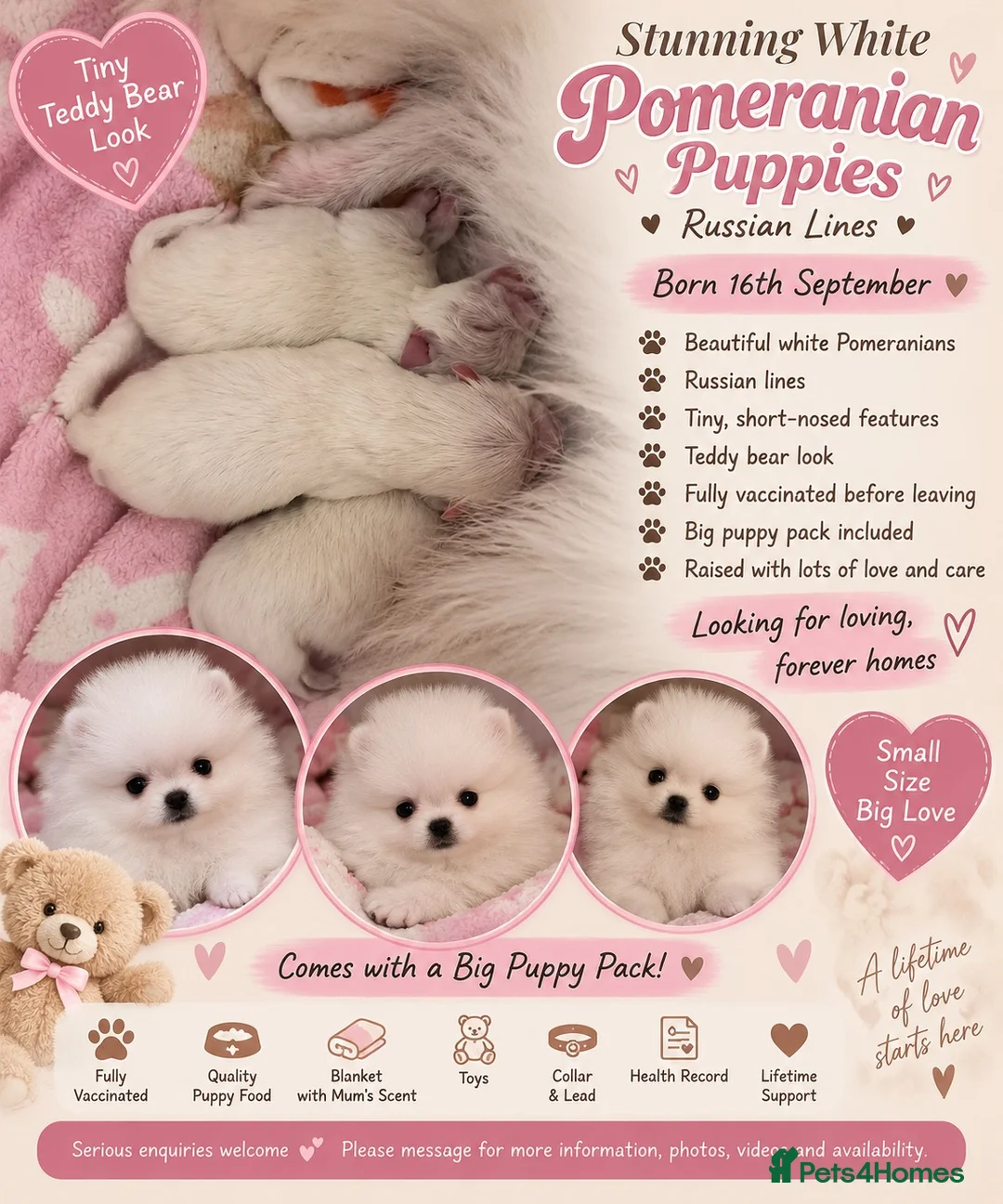 Pomeranian dogs for sale:  Beautiful White Teddy Bear Pomeranian Puppies 🤍 in Doncaster - Advert 2