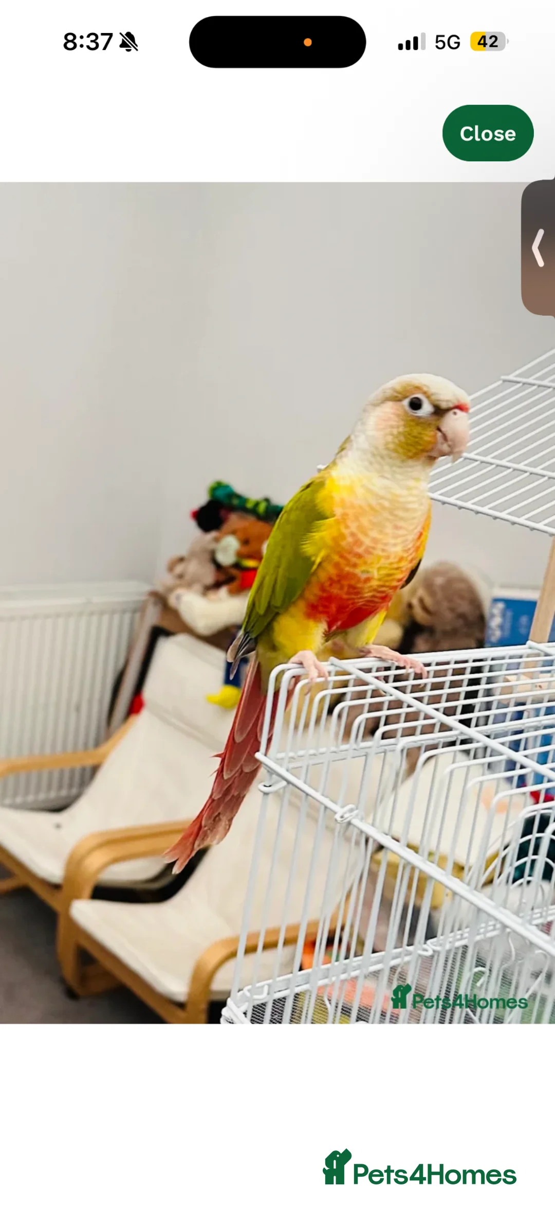 Conures birds for sale: pineapple and maroon bellied conures in Dronfield - Advert 5