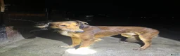 Saluki dogs for sale: Chase - outdoor working dog - Advert 1