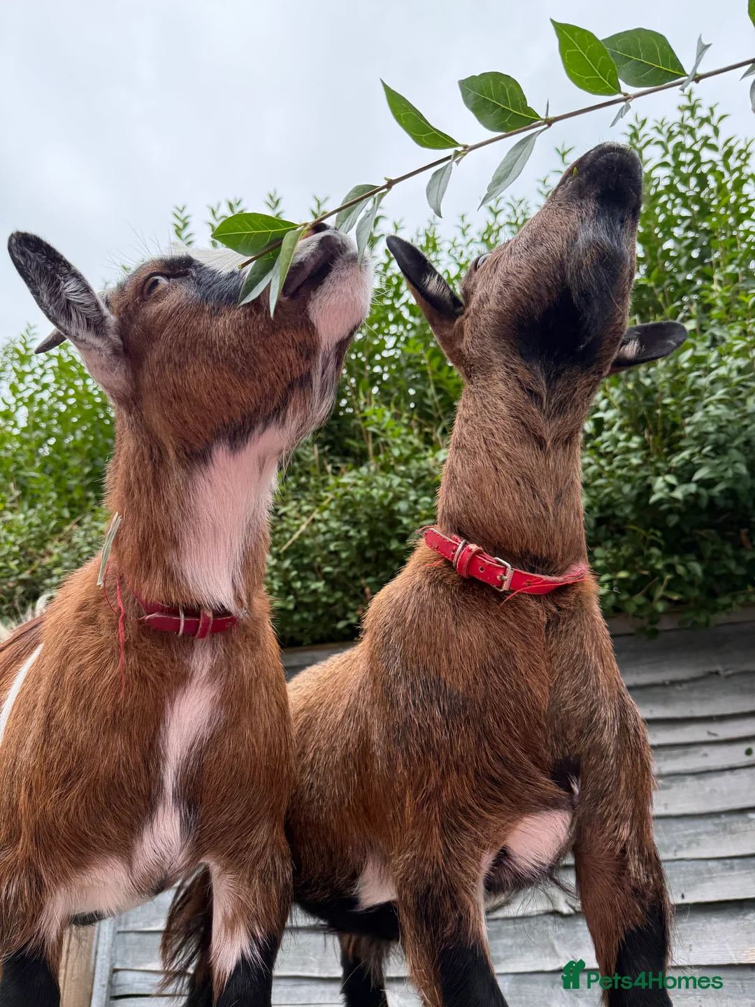 Goats livestock for sale: 2 Pygmy goats - Advert 2