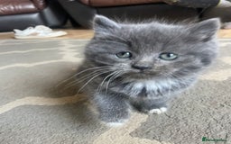 Mixed Breed cats for sale: 2 little fluffy kittens - Image 3