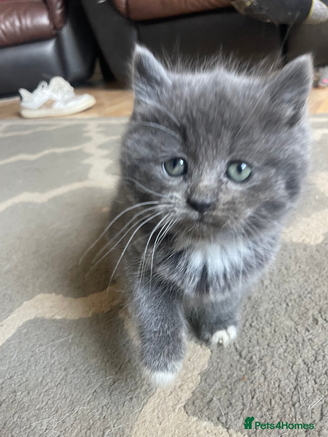 Mixed Breed cats for sale: 2 little fluffy kittens - Image 3
