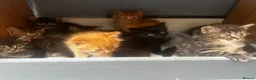 Maine Coon cats for sale: Maincoone x Norwegian forest kittens - Advert 5