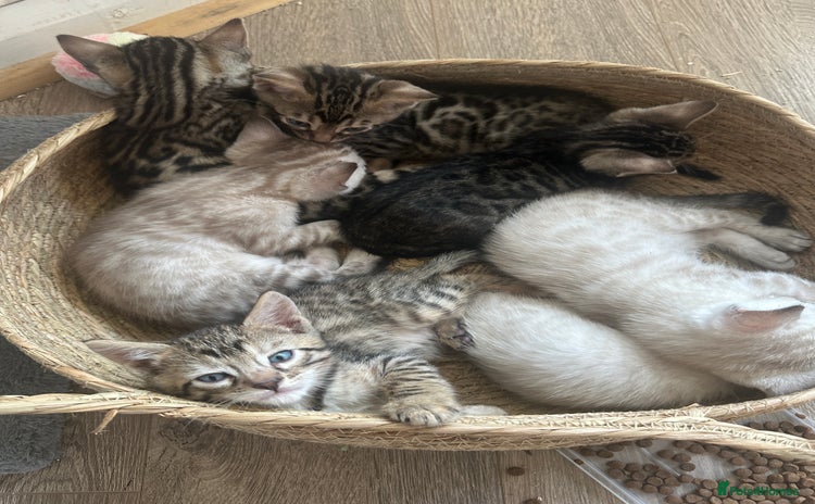 Bengal cats - Advert 3