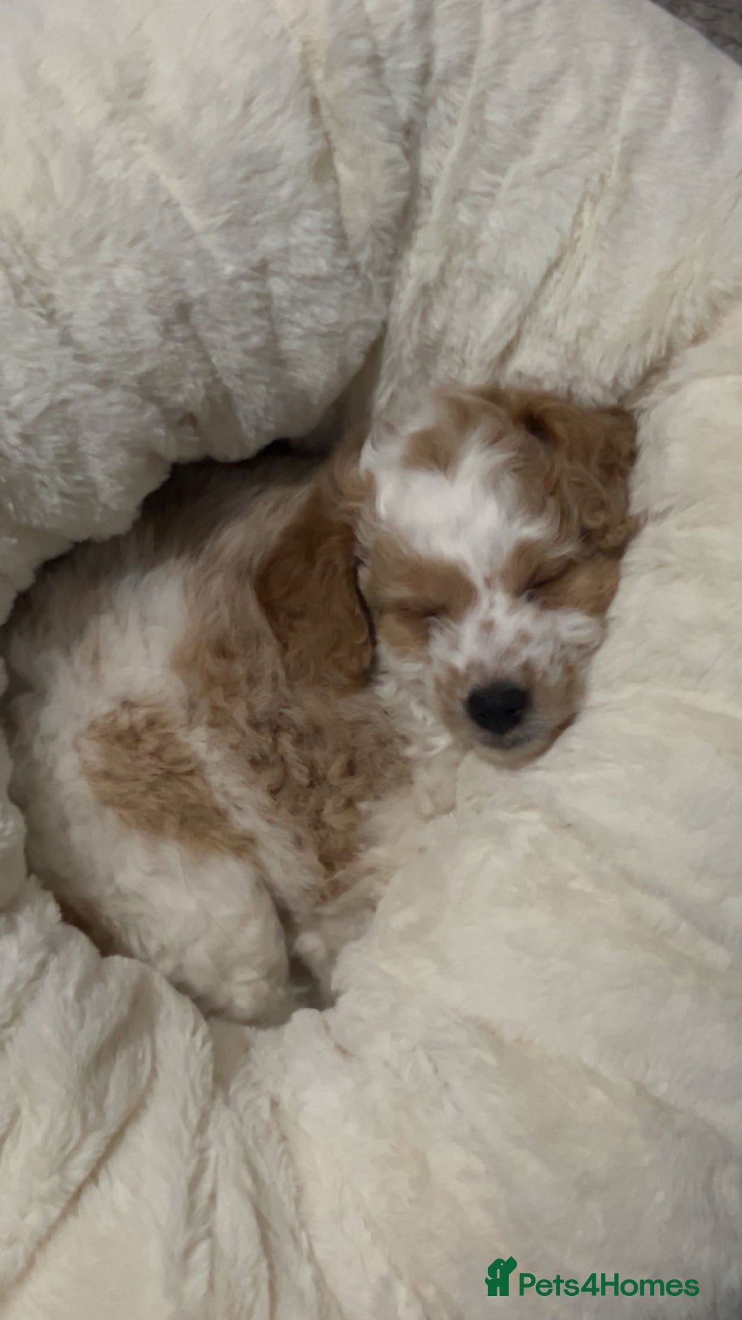 Chipoo dogs for sale: Chipoo Puppy - Advert 1