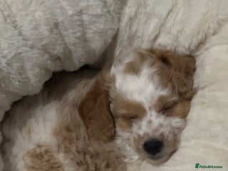 Chipoo dogs Chipoo Puppy - Advert 1