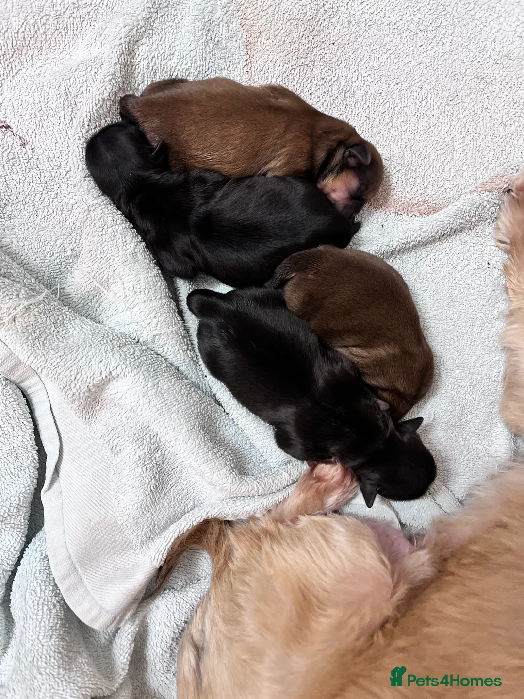 Shih Tzu dogs for stud: stunning chocolate stud boy  in Saint Helens - Advert 25