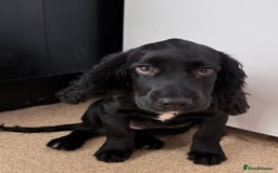 Cocker Spaniel dogs for sale: 12 week old cocker spaniel - Image 2