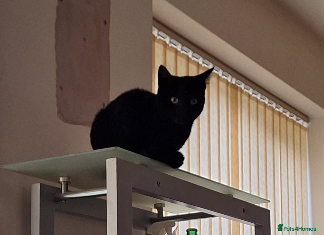 Mixed Breed cats for sale: 2 cats for rehome - Advert 3