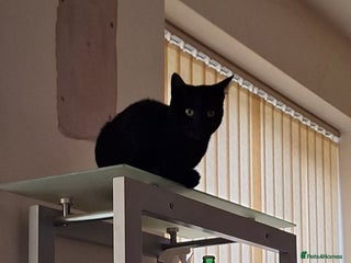 Mixed Breed cats Cat for rehome - Advert 9