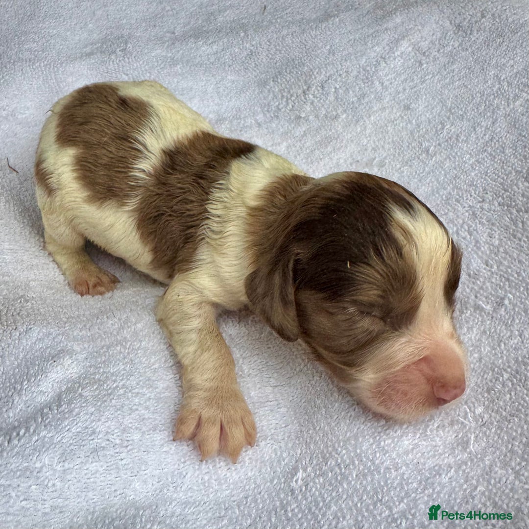 Sprocker dogs for sale: Merle, Chocolate & white spaniels  - Image 7