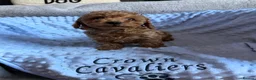 Toy Poodle dogs for sale: RED LINEAGE TINY KC HEALTH TOY POODLES LICENSED  - Advert 21