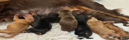 Cocker Spaniel dogs for sale: Beautiful working cocker spaniel s  in Chester - Advert 7