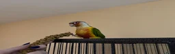 Conures birds for sale: 2 Female Green Cheek Conures in Manchester - Advert 8