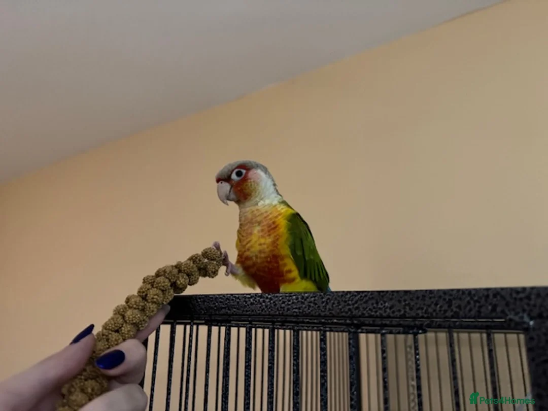 Conures birds for sale: 2 Female Green Cheek Conures in Manchester - Advert 8