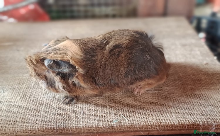 Guinea Pig rodents - Advert 9