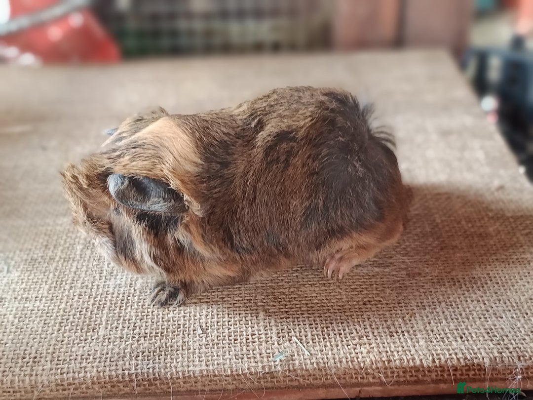 Guinea Pig rodents for sale: Purebred guineapigs - Image 1